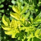 Zašto listovi paradajza požute i osuše se u stakleniku